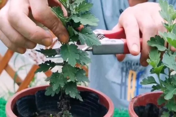 菊花变黄了的原因，可能是浇水不当所致