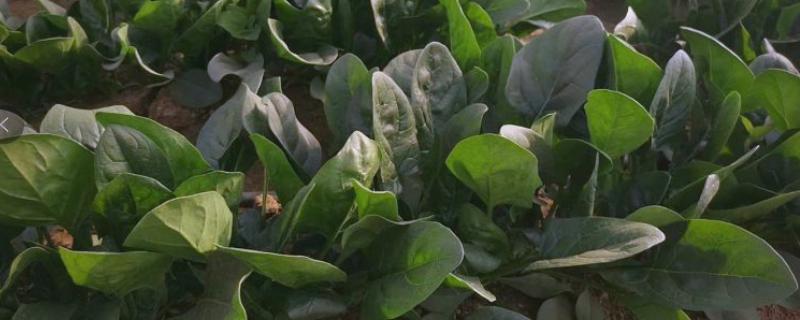 霜霉病用什么药，常用恶霉灵、氯溴异氰尿酸等