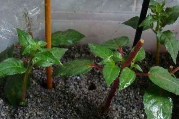 倒挂金钟是不是木本植物，不是木本植物