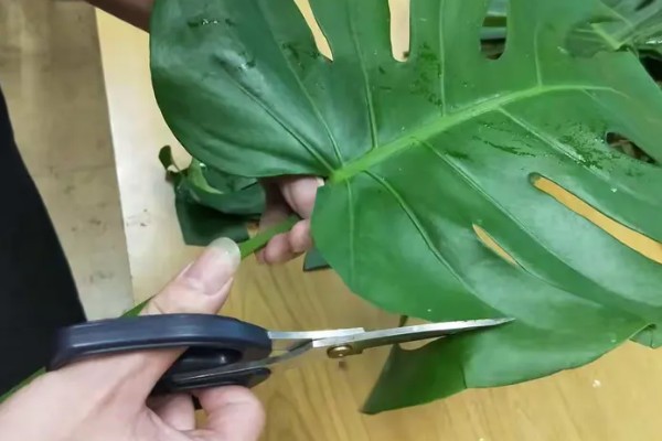 龟背竹的主干能不能剪除，修剪后可促进侧芽生长