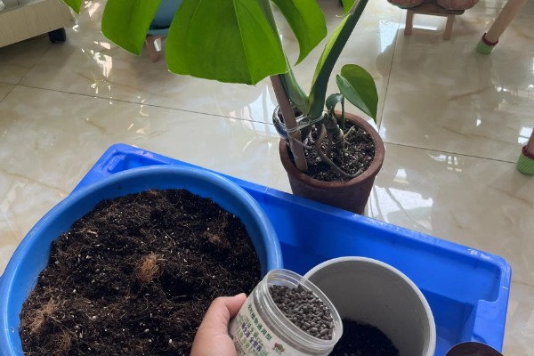 龟背竹的主干能不能剪除，修剪后可促进侧芽生长