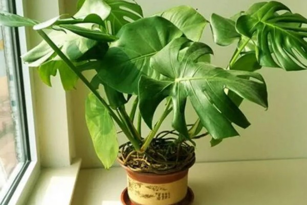 龟背竹的主干能不能剪除，修剪后可促进侧芽生长