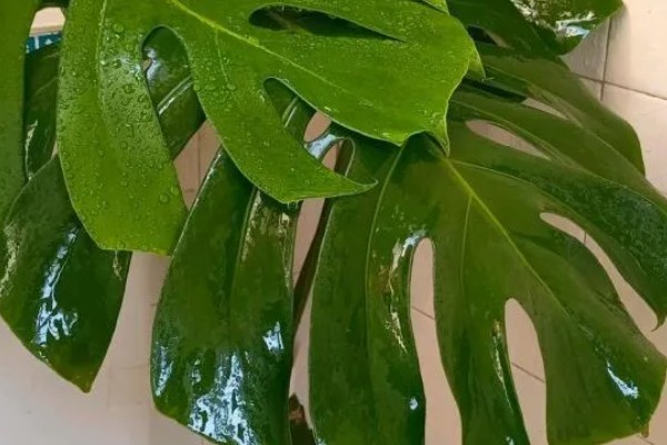 龟背竹的主干能不能剪除，修剪后可促进侧芽生长