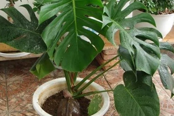 龟背竹的主干能不能剪除，修剪后可促进侧芽生长