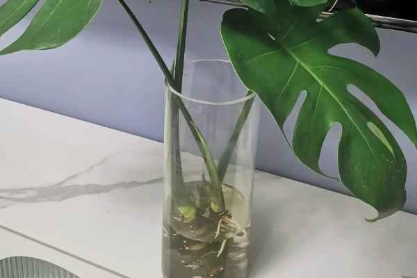 龟背竹的主干能不能剪除，修剪后可促进侧芽生长