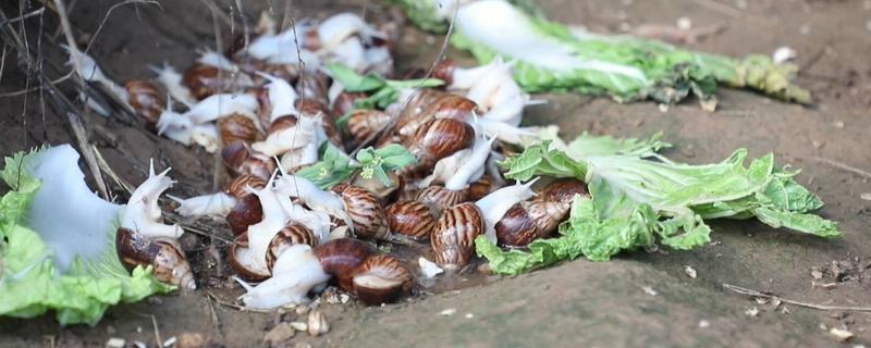 养蜗牛的成本，1000只的成本为17300元左右