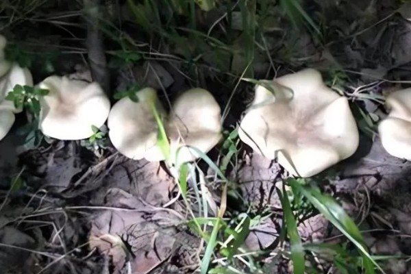 草菇怎么播种,在畦底铺上棉籽壳再撒播菌种