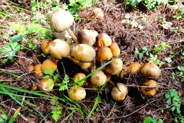 草菇怎么播种,在畦底铺上棉籽壳再撒播菌种