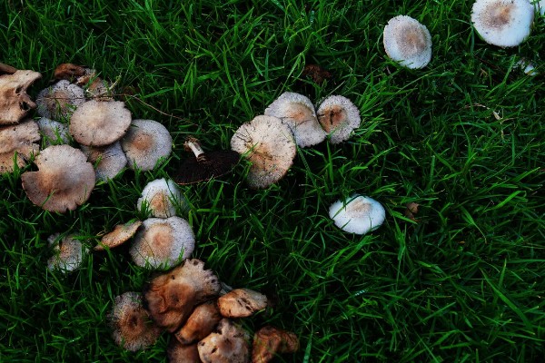 草菇怎么播种,在畦底铺上棉籽壳再撒播菌种