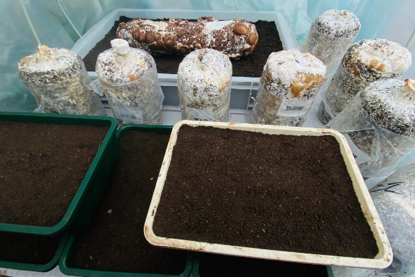 草菇怎么播种,在畦底铺上棉籽壳再撒播菌种