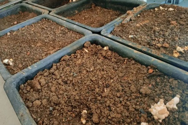 草菇怎么播种,在畦底铺上棉籽壳再撒播菌种