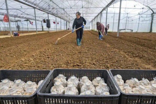 草菇怎么播种,在畦底铺上棉籽壳再撒播菌种