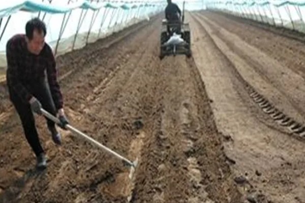 草菇怎么播种,在畦底铺上棉籽壳再撒播菌种