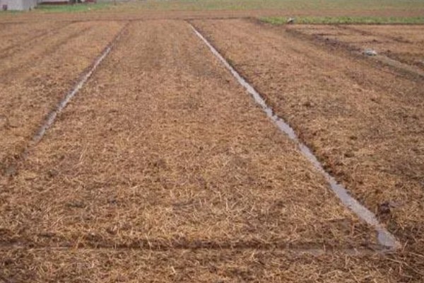 草菇怎么播种,在畦底铺上棉籽壳再撒播菌种