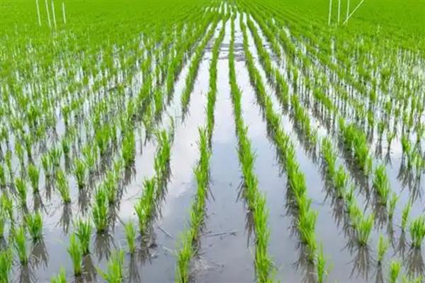 水稻管水技术要领，栽秧水要浅