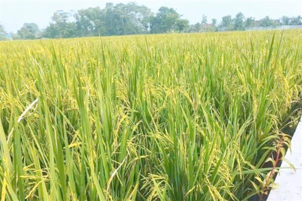 水稻管水技术要领，栽秧水要浅