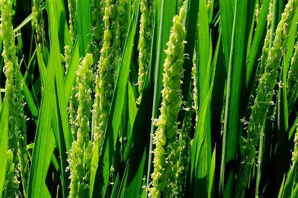 水稻管水技术要领，栽秧水要浅