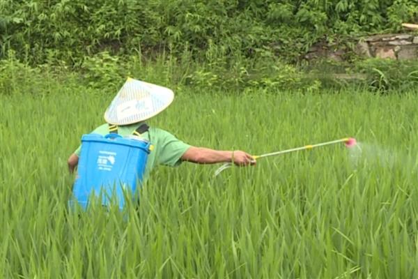 水稻管水技术要领，栽秧水要浅