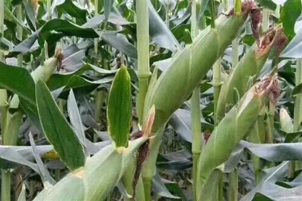 中科玉505的简介,中抗茎腐病等病害