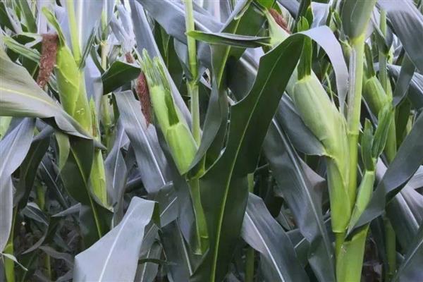 中科玉505的简介,中抗茎腐病等病害