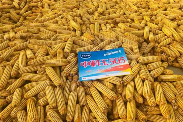 中科玉505的简介,中抗茎腐病等病害