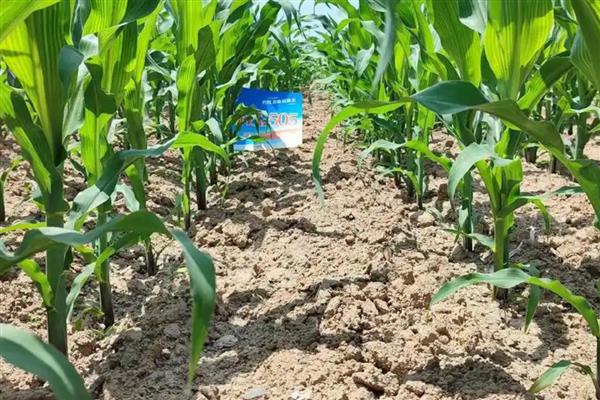中科玉505的简介,中抗茎腐病等病害