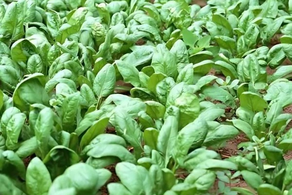 菠菜怎么种植,浸种催芽等种子露白再播种