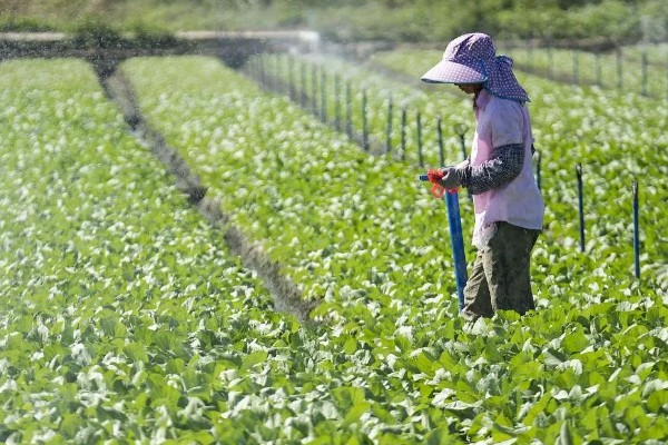 菠菜怎么种植,浸种催芽等种子露白再播种