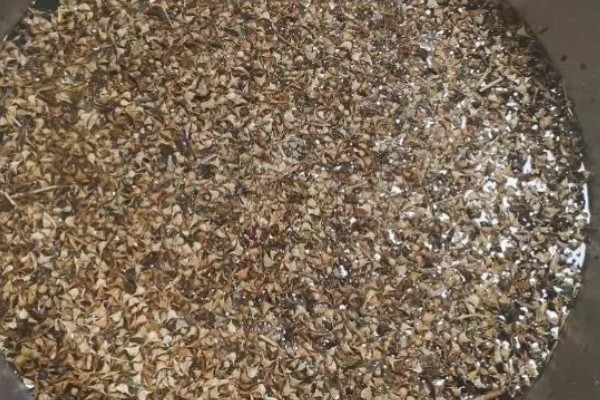 菠菜怎么种植,浸种催芽等种子露白再播种