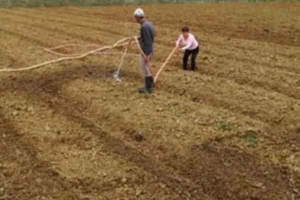 菠菜怎么种植,浸种催芽等种子露白再播种
