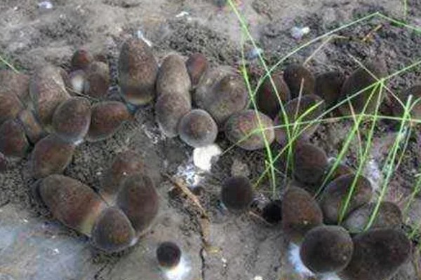 草菇怎么播种,在畦底铺上棉籽壳再撒播菌种