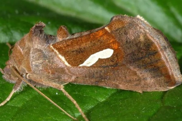 菠菜怎么种植,浸种催芽等种子露白再播种