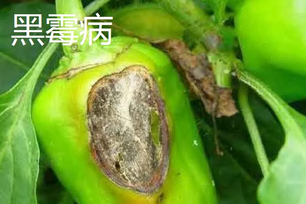 辣椒有什么常见的病害，黑霉病、绵腐病、根腐病等病害很容易发生
