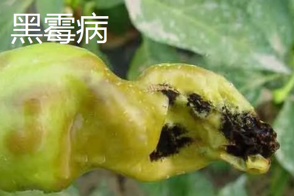 辣椒有什么常见的病害，黑霉病、绵腐病、根腐病等病害很容易发生