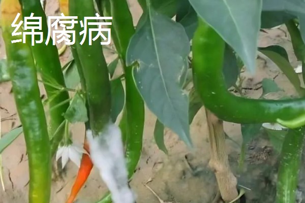 辣椒有什么常见的病害，黑霉病、绵腐病、根腐病等病害很容易发生