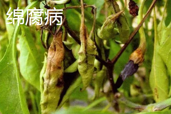 辣椒有什么常见的病害，黑霉病、绵腐病、根腐病等病害很容易发生