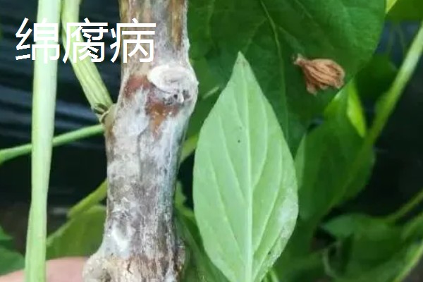 辣椒有什么常见的病害，黑霉病、绵腐病、根腐病等病害很容易发生