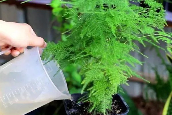 文竹喜水吗,喜水但不耐水涝