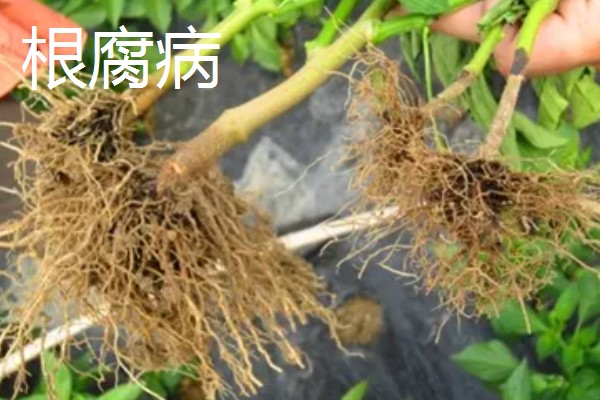 辣椒有什么常见的病害，黑霉病、绵腐病、根腐病等病害很容易发生