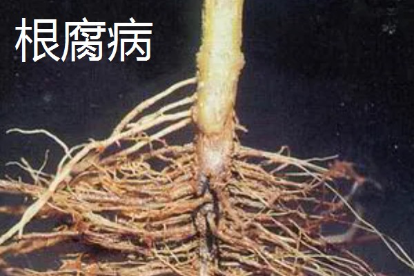 辣椒有什么常见的病害，黑霉病、绵腐病、根腐病等病害很容易发生