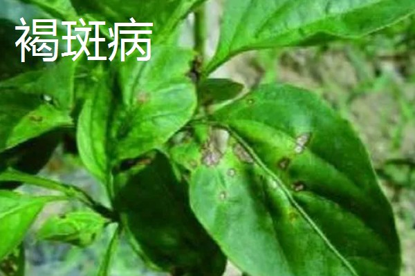 辣椒有什么常见的病害，黑霉病、绵腐病、根腐病等病害很容易发生