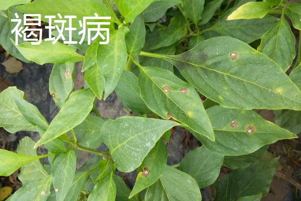 辣椒有什么常见的病害，黑霉病、绵腐病、根腐病等病害很容易发生