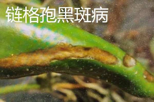 辣椒有什么常见的病害，黑霉病、绵腐病、根腐病等病害很容易发生