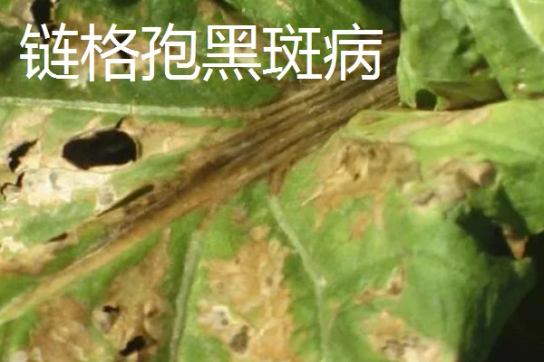 辣椒有什么常见的病害，黑霉病、绵腐病、根腐病等病害很容易发生