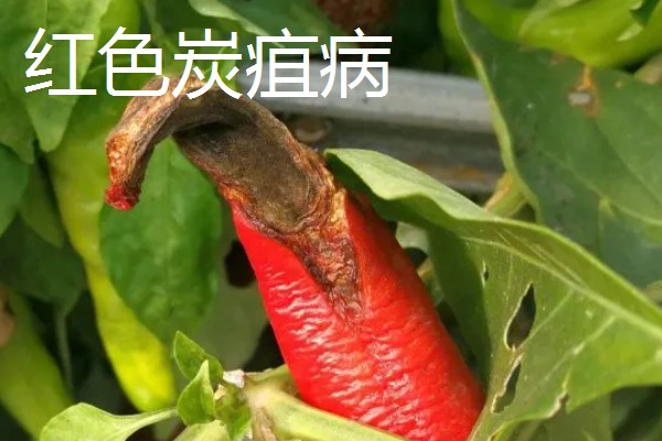 辣椒有什么常见的病害，黑霉病、绵腐病、根腐病等病害很容易发生