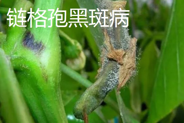 辣椒有什么常见的病害，黑霉病、绵腐病、根腐病等病害很容易发生
