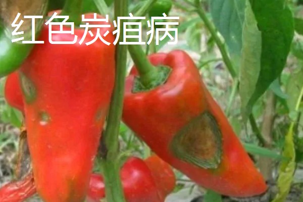辣椒有什么常见的病害，黑霉病、绵腐病、根腐病等病害很容易发生
