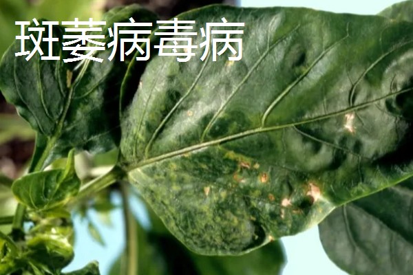 辣椒有什么常见的病害，黑霉病、绵腐病、根腐病等病害很容易发生