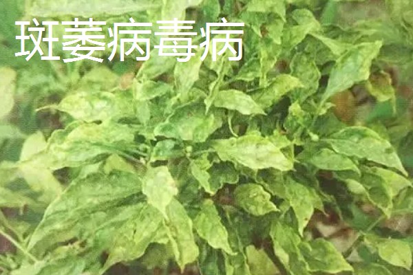 辣椒有什么常见的病害，黑霉病、绵腐病、根腐病等病害很容易发生