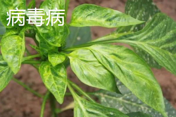 辣椒有什么常见的病害，黑霉病、绵腐病、根腐病等病害很容易发生